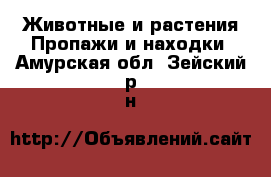 Животные и растения Пропажи и находки. Амурская обл.,Зейский р-н